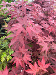 - Acer palmatum 'Red Spray' Japanese Maple - Mr Maple │ Buy Japanese Maple Trees