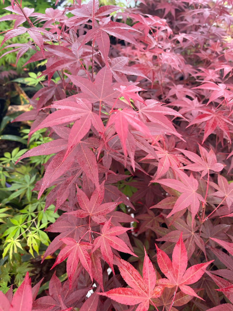 - Acer palmatum 'Red Spray' Japanese Maple - Mr Maple │ Buy Japanese Maple Trees