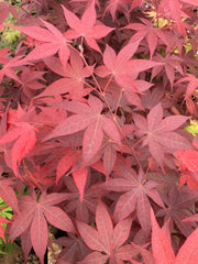 - Acer palmatum 'Red Spray' Japanese Maple - Mr Maple │ Buy Japanese Maple Trees
