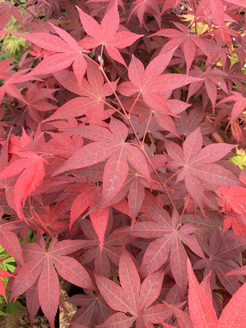 - Acer palmatum 'Red Spray' Japanese Maple - Mr Maple │ Buy Japanese Maple Trees