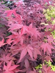 - Acer palmatum 'Red Spray' Japanese Maple - Mr Maple │ Buy Japanese Maple Trees
