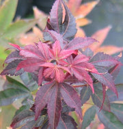 - Acer palmatum 'Red Spray' Japanese Maple - Mr Maple │ Buy Japanese Maple Trees