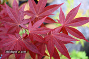 - Acer palmatum 'Red Spray' Japanese Maple - Mr Maple │ Buy Japanese Maple Trees