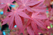 - Acer palmatum 'Red Spray' Japanese Maple - Mr Maple │ Buy Japanese Maple Trees
