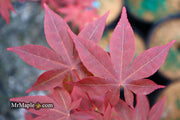 - Acer palmatum 'Red Spray' Japanese Maple - Mr Maple │ Buy Japanese Maple Trees