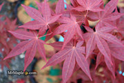 - Acer palmatum 'Red Spray' Japanese Maple - Mr Maple │ Buy Japanese Maple Trees