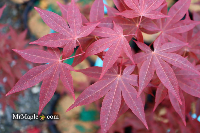 - Acer palmatum 'Red Spray' Japanese Maple - Mr Maple │ Buy Japanese Maple Trees