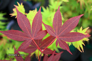 - Acer palmatum 'Red Spray' Japanese Maple - Mr Maple │ Buy Japanese Maple Trees