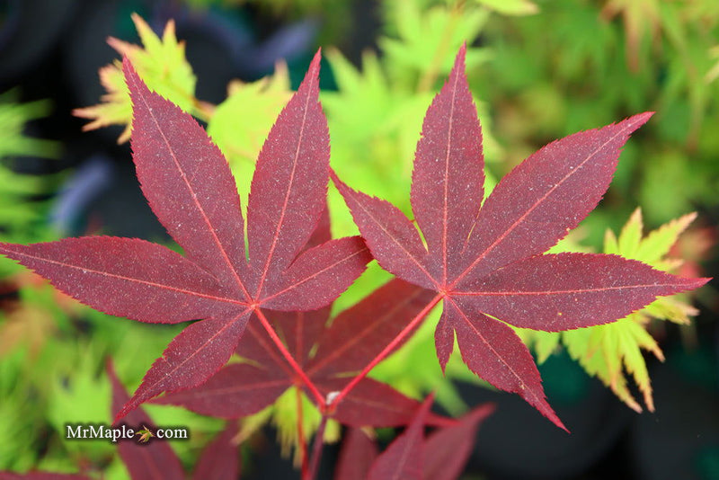 - Acer palmatum 'Red Spray' Japanese Maple - Mr Maple │ Buy Japanese Maple Trees