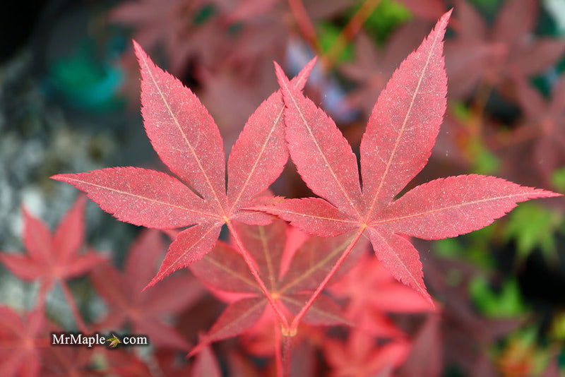 - Acer palmatum 'Red Spray' Japanese Maple - Mr Maple │ Buy Japanese Maple Trees