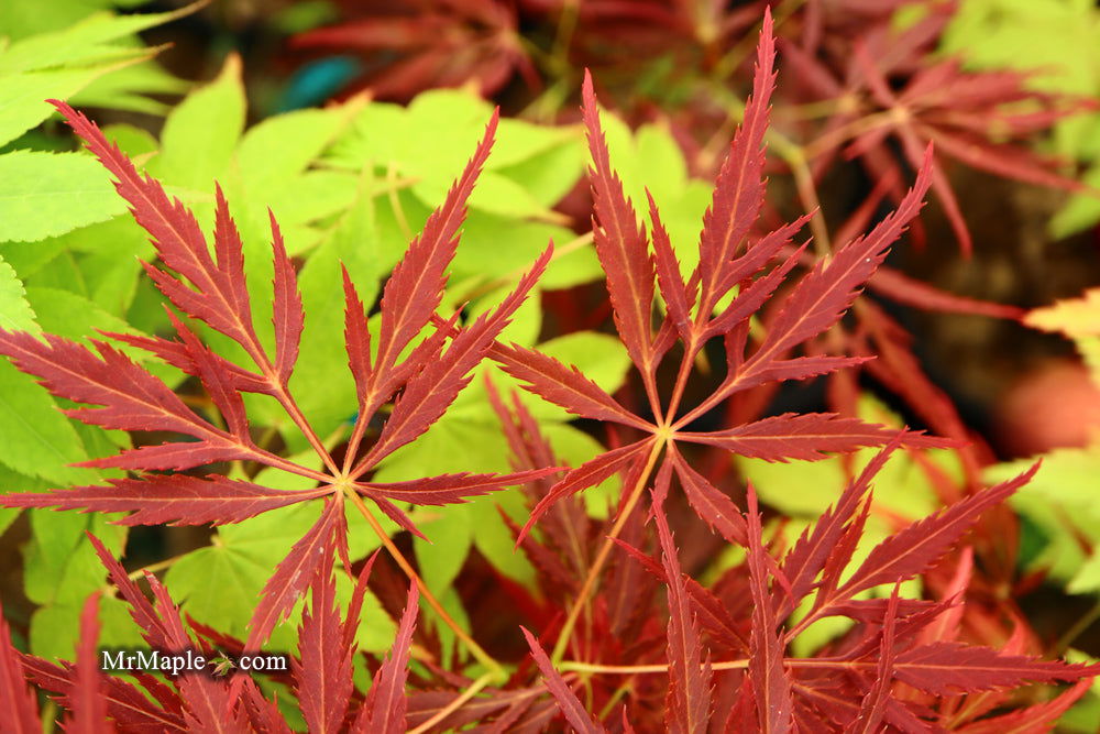 - Acer palmatum 'Red Web' Japanese Maple - Mr Maple │ Buy Japanese Maple Trees