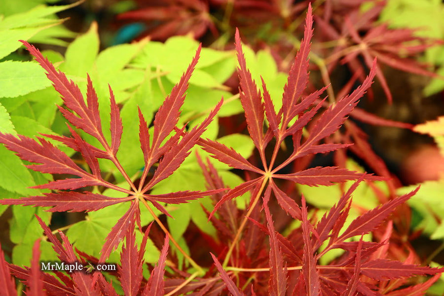Buy Acer palmatum dissectum 'Red Web' Japanese Maple — Mr Maple
