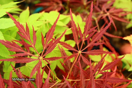Acer palmatum 'Red Web' Japanese Maple - Mr Maple │ Buy Japanese Maple Trees