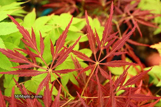 '- Acer palmatum 'Red Web' Japanese Maple - Mr Maple │ Buy Japanese Maple Trees