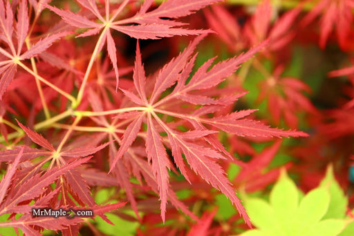 Acer palmatum 'Red Web' Japanese Maple - Mr Maple │ Buy Japanese Maple Trees