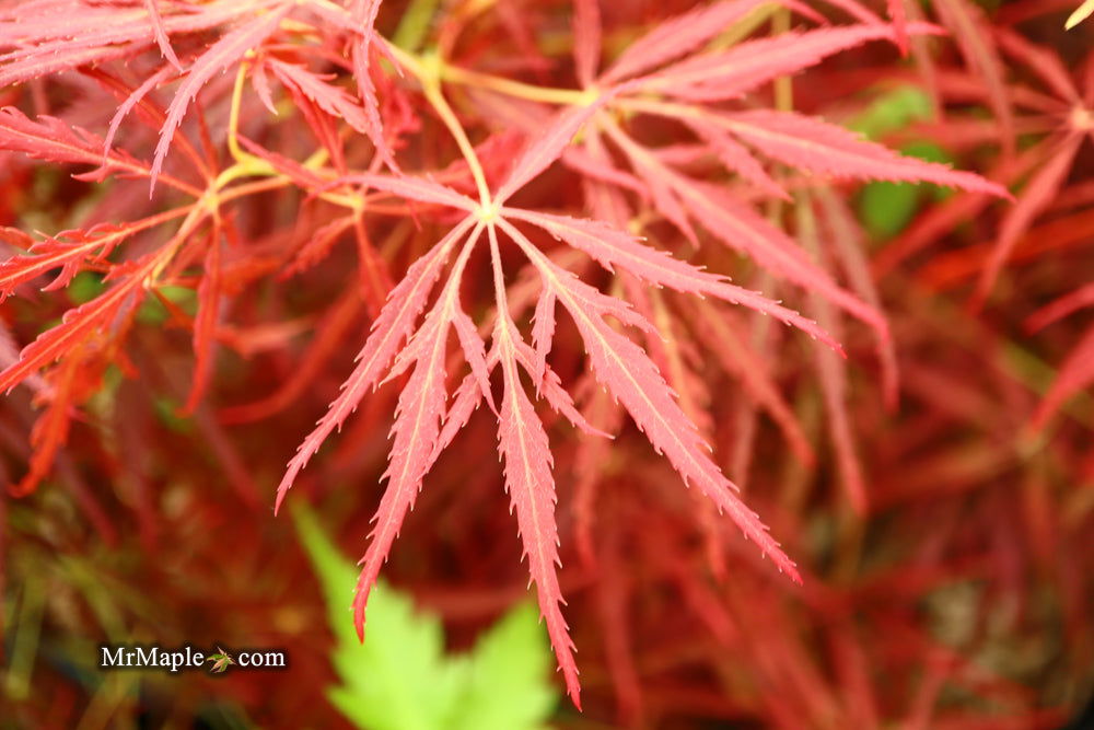 '- Acer palmatum 'Red Web' Japanese Maple - Mr Maple │ Buy Japanese Maple Trees