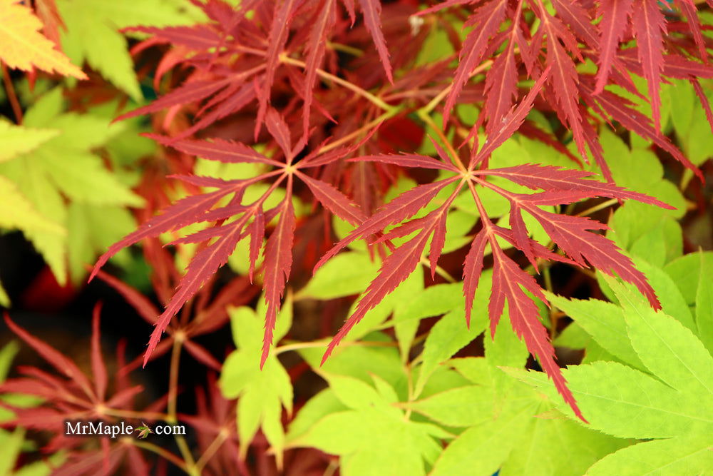 - Acer palmatum 'Red Web' Japanese Maple - Mr Maple │ Buy Japanese Maple Trees