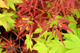 '- Acer palmatum 'Red Web' Japanese Maple - Mr Maple │ Buy Japanese Maple Trees