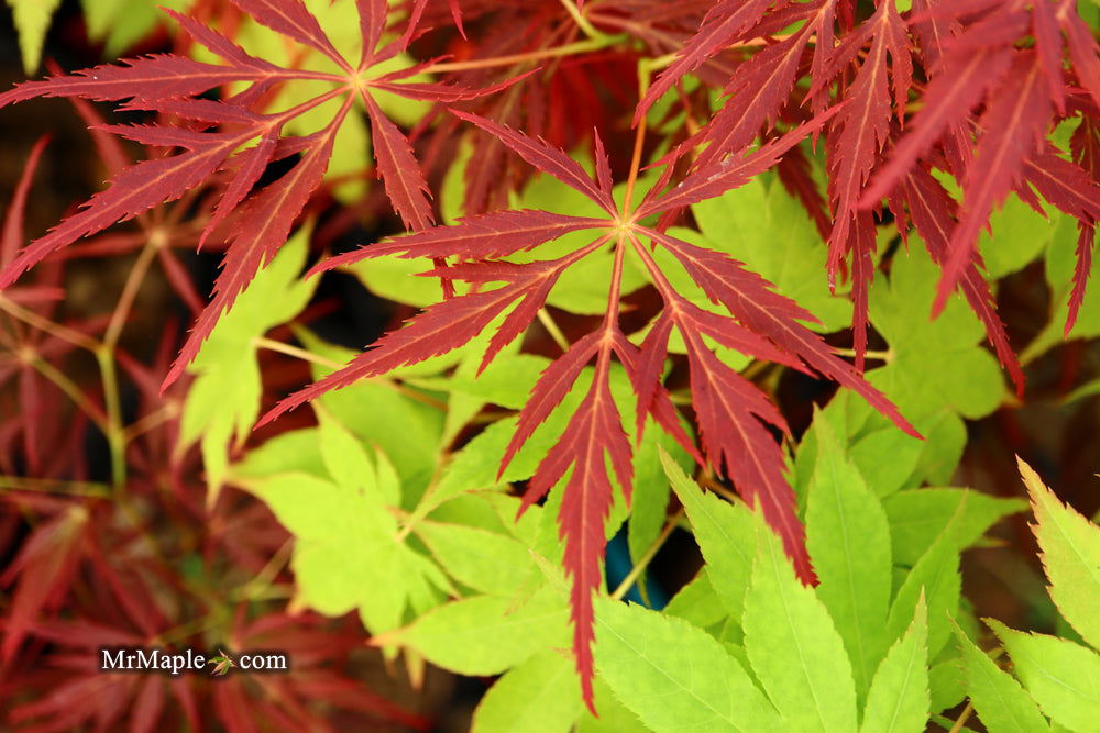 '- Acer palmatum 'Red Web' Japanese Maple - Mr Maple │ Buy Japanese Maple Trees