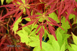 - Acer palmatum 'Red Web' Japanese Maple - Mr Maple │ Buy Japanese Maple Trees