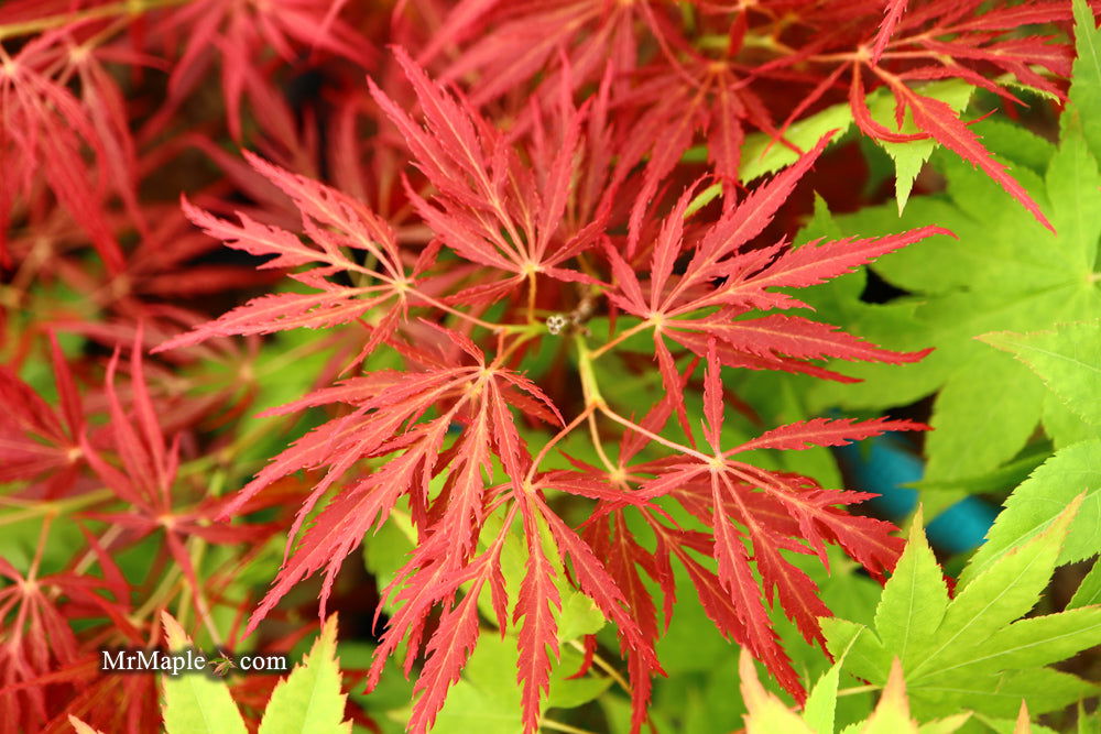 '- Acer palmatum 'Red Web' Japanese Maple - Mr Maple │ Buy Japanese Maple Trees