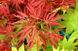 - Acer palmatum 'Red Web' Japanese Maple - Mr Maple │ Buy Japanese Maple Trees