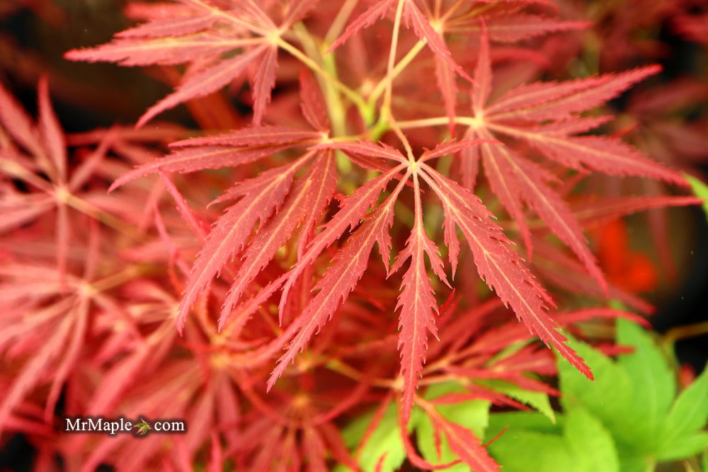 - Acer palmatum 'Red Web' Japanese Maple - Mr Maple │ Buy Japanese Maple Trees