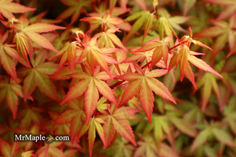 - Acer palmatum 'Red Wine' Red Japanese Maple - Mr Maple │ Buy Japanese Maple Trees