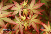 - Acer palmatum 'Red Wine' Red Japanese Maple - Mr Maple │ Buy Japanese Maple Trees