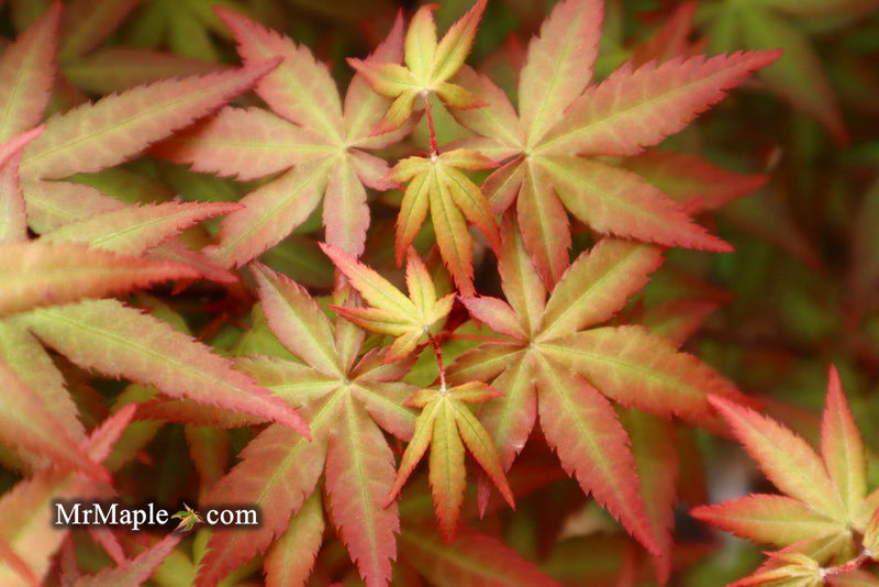 - Acer palmatum 'Red Wine' Red Japanese Maple - Mr Maple │ Buy Japanese Maple Trees