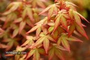 - Acer palmatum 'Red Wine' Red Japanese Maple - Mr Maple │ Buy Japanese Maple Trees
