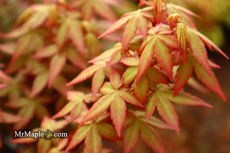 - Acer palmatum 'Red Wine' Red Japanese Maple - Mr Maple │ Buy Japanese Maple Trees