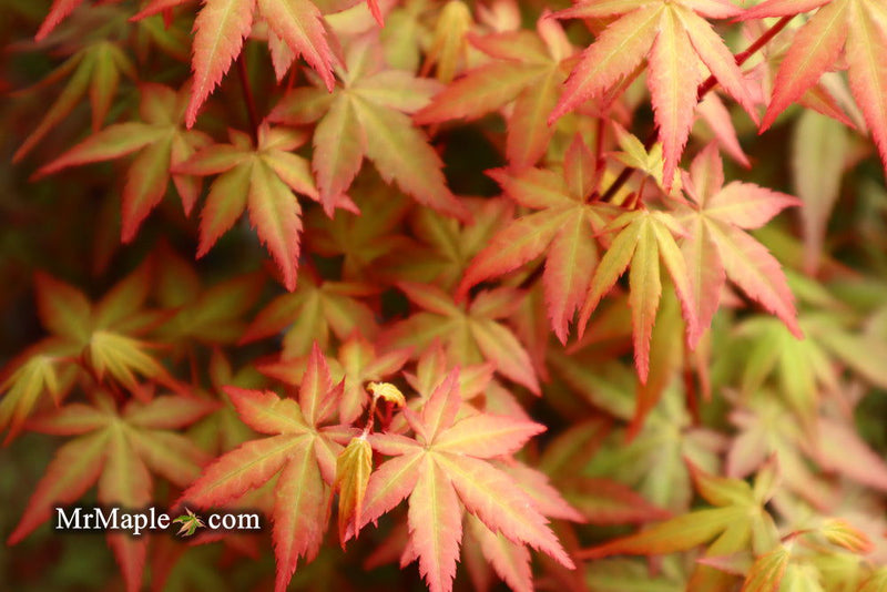 - Acer palmatum 'Red Wine' Red Japanese Maple - Mr Maple │ Buy Japanese Maple Trees