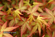 - Acer palmatum 'Red Wine' Red Japanese Maple - Mr Maple │ Buy Japanese Maple Trees