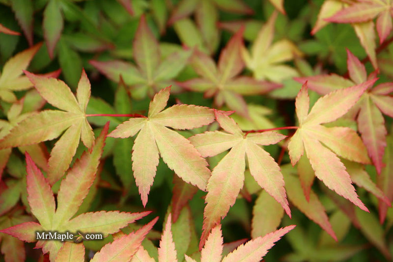 - Acer palmatum 'Red Wine' Red Japanese Maple - Mr Maple │ Buy Japanese Maple Trees