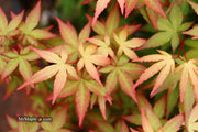 - Acer palmatum 'Red Wine' Red Japanese Maple - Mr Maple │ Buy Japanese Maple Trees