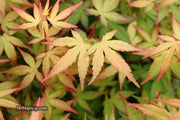 - Acer palmatum 'Red Wine' Red Japanese Maple - Mr Maple │ Buy Japanese Maple Trees