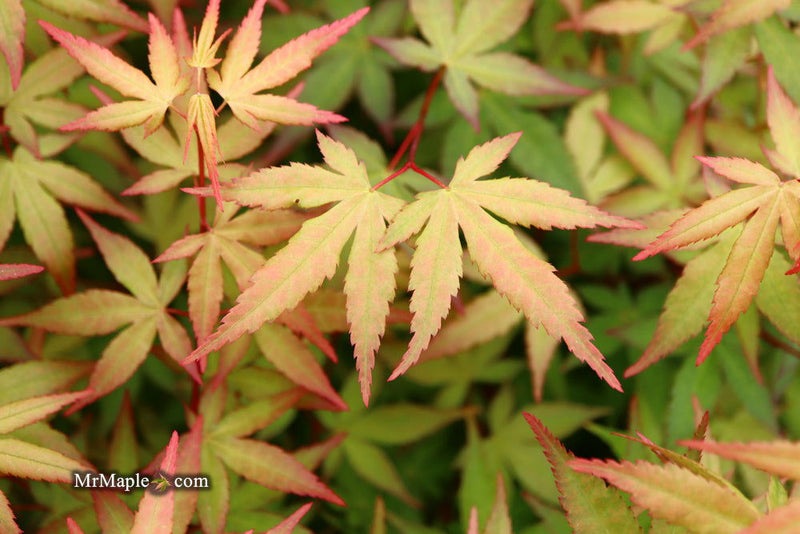 - Acer palmatum 'Red Wine' Red Japanese Maple - Mr Maple │ Buy Japanese Maple Trees