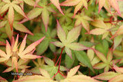- Acer palmatum 'Red Wine' Red Japanese Maple - Mr Maple │ Buy Japanese Maple Trees