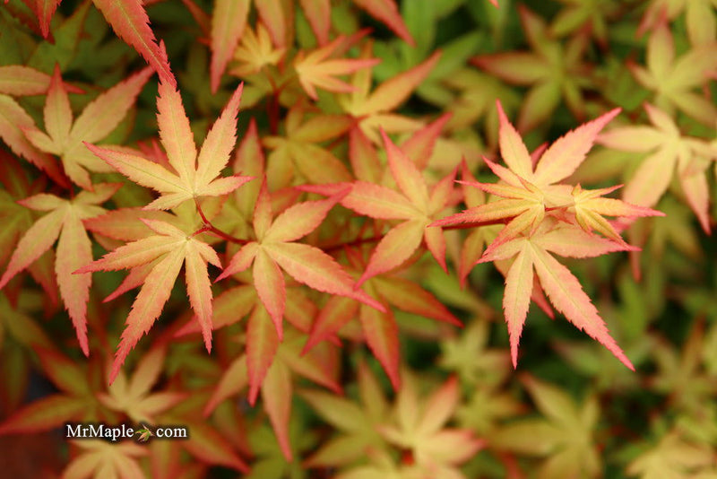 - Acer palmatum 'Red Wine' Red Japanese Maple - Mr Maple │ Buy Japanese Maple Trees