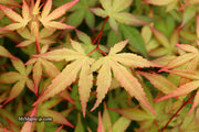 - Acer palmatum 'Red Wine' Red Japanese Maple - Mr Maple │ Buy Japanese Maple Trees