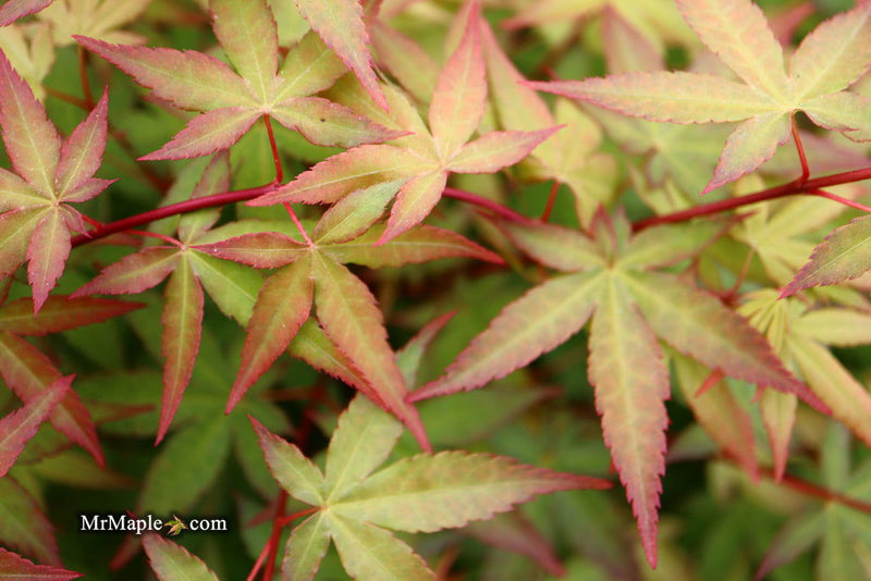 - Acer palmatum 'Red Wine' Red Japanese Maple - Mr Maple │ Buy Japanese Maple Trees