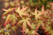 - Acer palmatum 'Red Wine' Red Japanese Maple - Mr Maple │ Buy Japanese Maple Trees