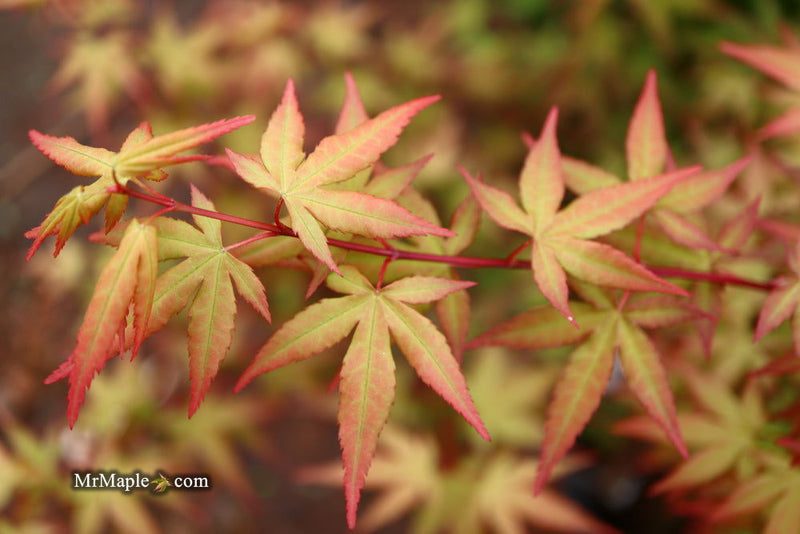 - Acer palmatum 'Red Wine' Red Japanese Maple - Mr Maple │ Buy Japanese Maple Trees