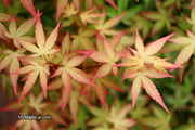 - Acer palmatum 'Red Wine' Red Japanese Maple - Mr Maple │ Buy Japanese Maple Trees