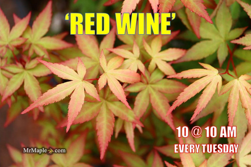- Acer palmatum 'Red Wine' Red Japanese Maple - Mr Maple │ Buy Japanese Maple Trees