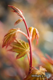 - Acer palmatum 'Red Wine' Red Japanese Maple - Mr Maple │ Buy Japanese Maple Trees