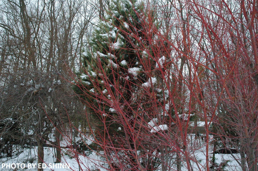 '- Acer palmatum 'Red Wood' Coral Bark Japanese Maple - Mr Maple │ Buy Japanese Maple Trees