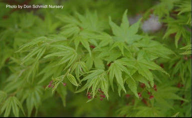 - Acer palmatum 'Red Wood' Coral Bark Japanese Maple - Mr Maple │ Buy Japanese Maple Trees