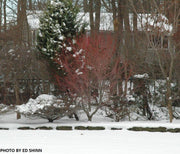 - Acer palmatum 'Red Wood' Coral Bark Japanese Maple - Mr Maple │ Buy Japanese Maple Trees